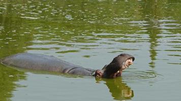 säugetier nilpferd ist im wasser video