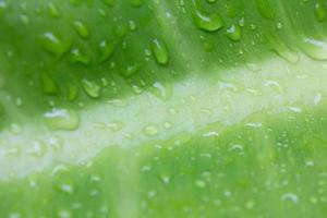 hojas verdes con gotas de agua foto