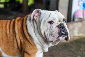 British Bulldog Puppy looking photo