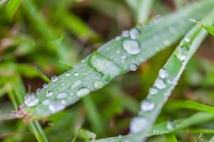 water drops on the green grass photo
