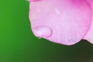 gota de agua sobre fondo de naturaleza de pétalos de rosa foto