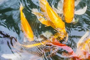 Japanese koi fish  swimming in the pond photo