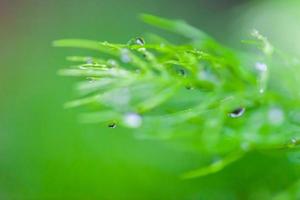 Dew drops close up nature background photo