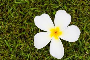 Frangipani Flower or Plumeria on grass photo