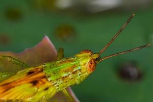 Macro of the grasshopper on leafq photo