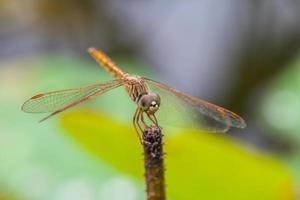 Macro of dragonfly resting on a twig