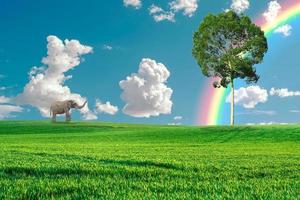 An elephant walks alone in the meadow. Forest conservation concept for elephants photo