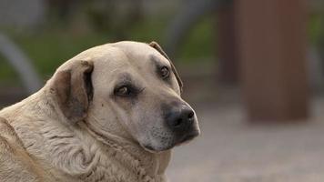 mamífero animal mascota perro está mirando triste video