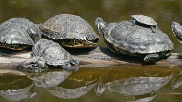 Tierschildkröten in einem grünen See video