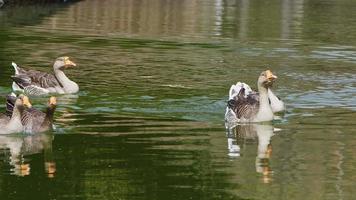 canard et lac vert video