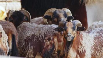 mamífero animal ovelha no celeiro video