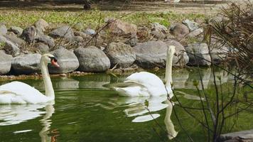 cisne blanco en el agua del lago video
