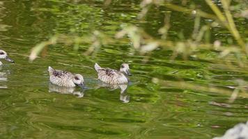 eend en groen meer video