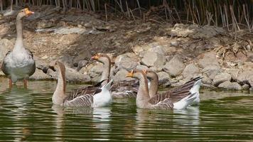 ganso greylag na natureza video