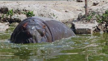 mammifère animal hippopotame est dans l'eau video