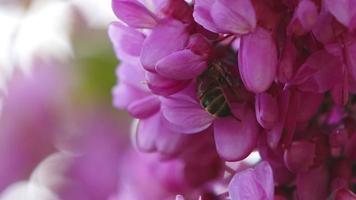 rosa Blüten auf Baum und Biene
