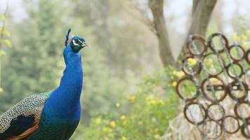 pavo real azul en la naturaleza verde video