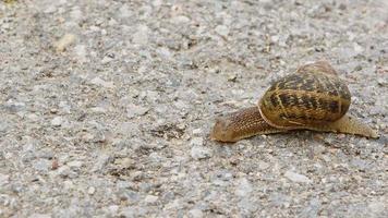 escargot animal sur une route de pierre video