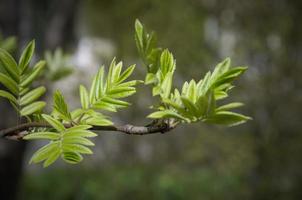 beautiful green foliage on the branch, natural background photo