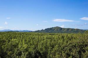 Green mangroves forest with mountains and blue sky with white clouds in summer sunny day as a natural background.