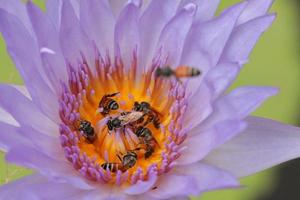 de cerca, las abejas se ayudan entre sí para trabajar recogiendo el polen del loto morado y amarillo de vuelta a la colmena.