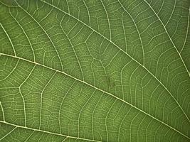 close-up green leaves, leaf veins, green leaves