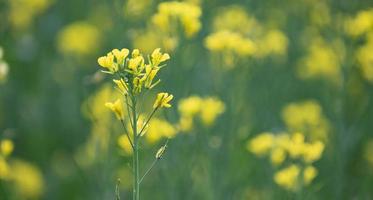 Mustard plant in Bangladesh. photo