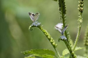 The common butterfly , Polyommatus icarus photo