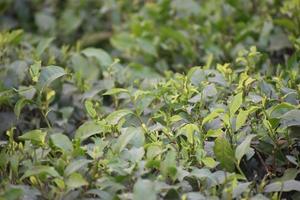 Melaleuca alternifolia is known as the tea tree photo