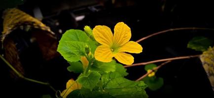 Green leaf and yellow flower of queen cucumber plant Cucumis melo, Cucurbitaceae family. photo