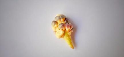 Stunted rainbow seed corn cob under a dim light and gray background. Zea mays plant. Crop failure season. photo