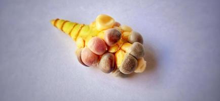 Stunted rainbow seed corn cob under a dim light and gray background. Zea mays plant. Crop failure season. photo