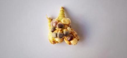 Stunted rainbow seed corn cob under a dim light and gray background. Zea mays plant. Crop failure season. photo