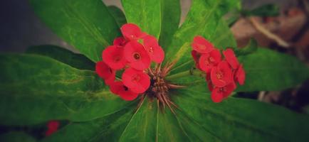 Thornless crown of thorns plant. Euphorbia geroldii. photo