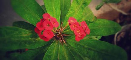 Thornless crown of thorns plant. Euphorbia geroldii.