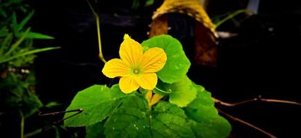 Green leaf and yellow flower of queen cucumber plant Cucumis melo, Cucurbitaceae family.