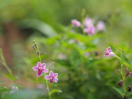 violeta china, coromandel, ganges primrose, flor violeta filipina acanthaceae, asystasia gangetica árbol de nombre en el jardín en el fondo de la naturaleza foto