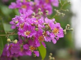 Bungor, Lagerstroemia floribunda Jack ex Blume violet flower tree in garden nature background photo