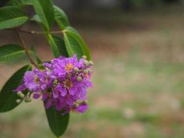 bungor, lagerstroemia floribunda jack ex blume árbol de flores violetas en el fondo de la naturaleza del jardín foto