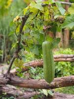 luffa acutangular, Cucurbitaceae green vegetable fresh in garden on nature background