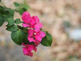 Magnoliophyta Scientific name Bougainvillea Paper flower pink color on blurred of nature background photo