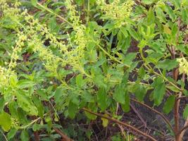 Thai Holy basil Ocimum tenuiflorum sanctum or Tulsi kaphrao Holy basil is an tall with hairy stems Leaves are green vegetable with flower blooming in garden on nature background photo