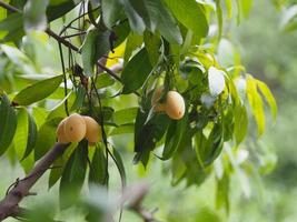 Marian plum, Anacardiaceae, Bouea macrophylla Griff maprang is yellow sweet fruit on white background photo