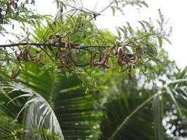 fruta ácida y dulce de tamarindo que florece en el jardín en el fondo de la naturaleza, fabaceae foto