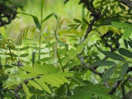 Senna siamea Lam. Irwin and Barneby, Leguminosae, Caesalpinioideae, leave vegetable green leaf on nature background, Thai herb food photo