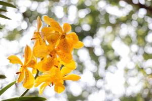 Spring yellow orchid flower on a white and green bokeh background.Spring orchid flower taken at an exhibition in Thailand during the day time.Orchid flower in garden.Vanda Orchid.Copy space. photo