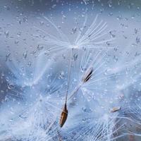 raindrops and white dandelion seed in rainy days in spring season photo