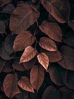hojas de plantas marrones en la naturaleza en la temporada de otoño, colores de otoño foto