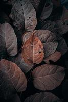 brown plant leaves in the nature in autumn season, autumn colors photo