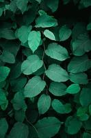 green plant leaves in the nature in springtime photo